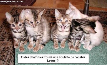 qu il son beau